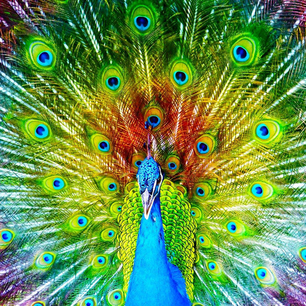 Enjoy Colorful Peacock Jigsaw Puzzle (1000 Pieces)