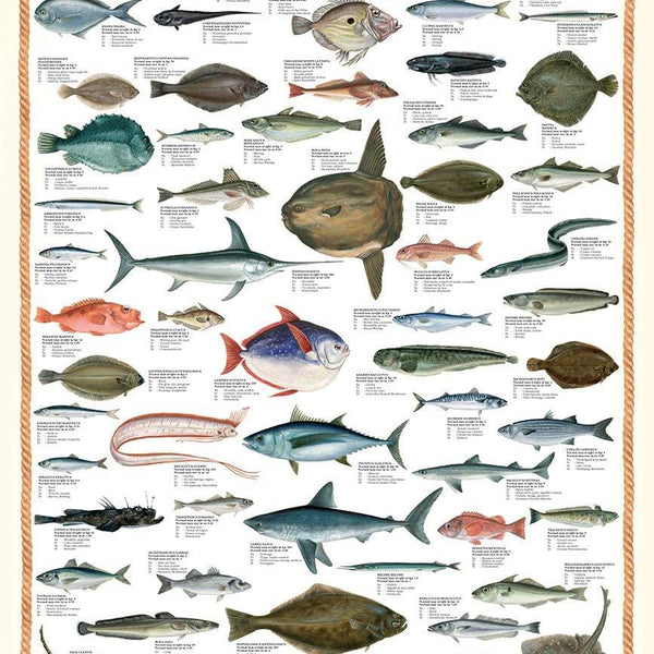 Eurographics Sea Fish Jigsaw Puzzle (1000 Pieces)