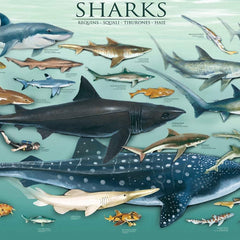 Eurographics Sharks Jigsaw Puzzle (1000 Pieces)