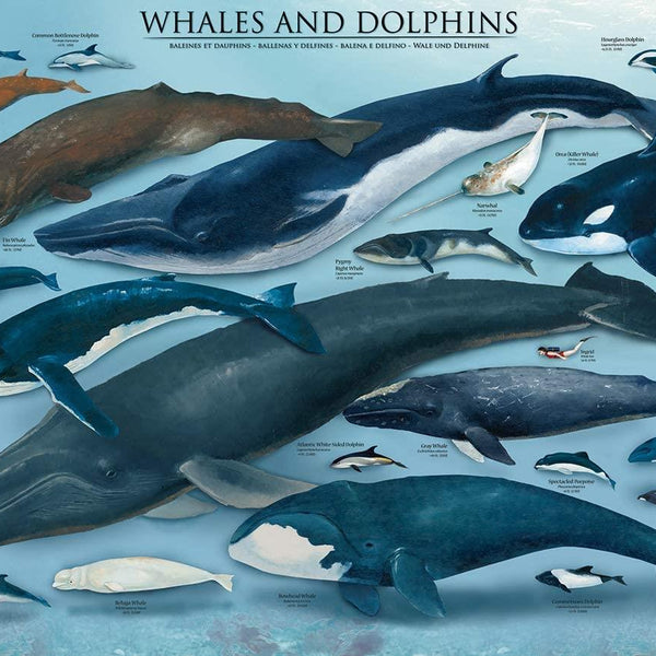 Eurographics Whales & Dolphins Jigsaw Puzzle (1000 Pieces)