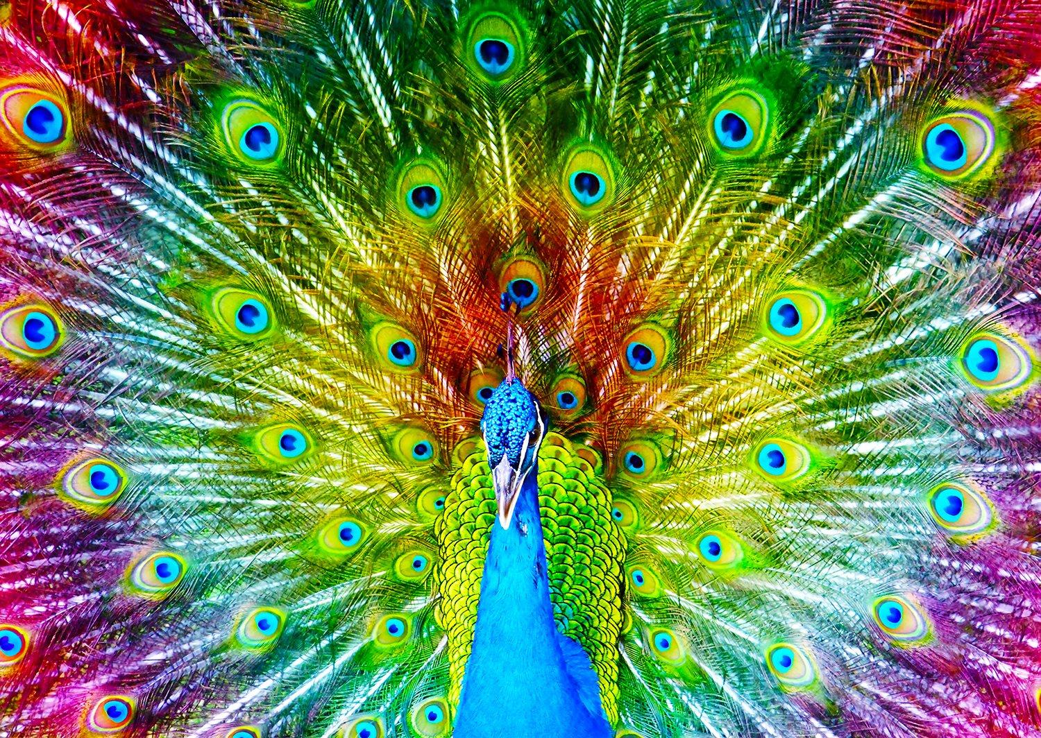 Enjoy Colorful Peacock Jigsaw Puzzle (1000 Pieces)