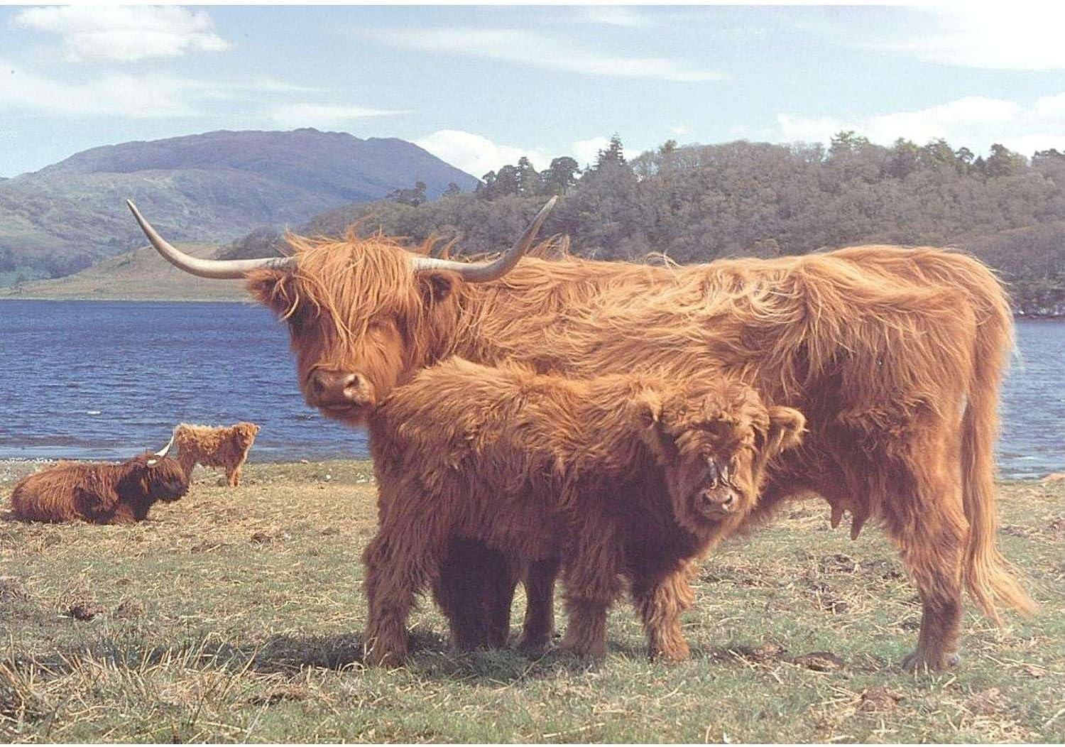 House of Puzzles Highlanders Jigsaw Puzzle (1000 Pieces)