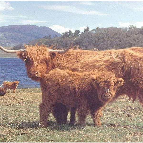 House of Puzzles Highlanders Jigsaw Puzzle (1000 Pieces)