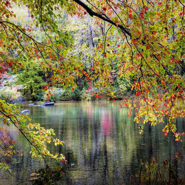 Alipson Branches On The Edge Of The River Jigsaw Puzzle (1000 Pieces)