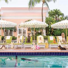Galison Palm Beach. Gray Malin Book Jigsaw Puzzle (1000 Pieces)
