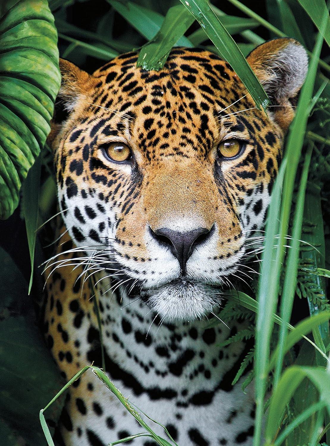 Clementoni  Jaguar In The Jungle Jigsaw Puzzle (500 Pieces)