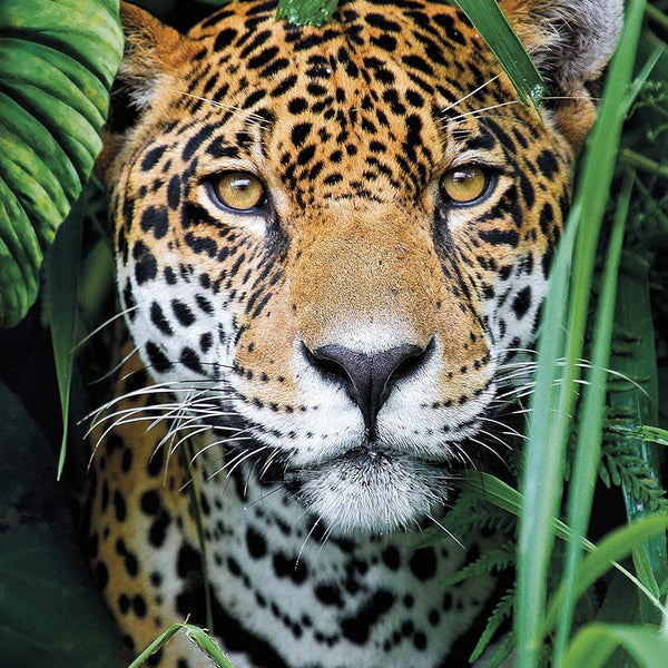 Clementoni  Jaguar In The Jungle Jigsaw Puzzle (500 Pieces)