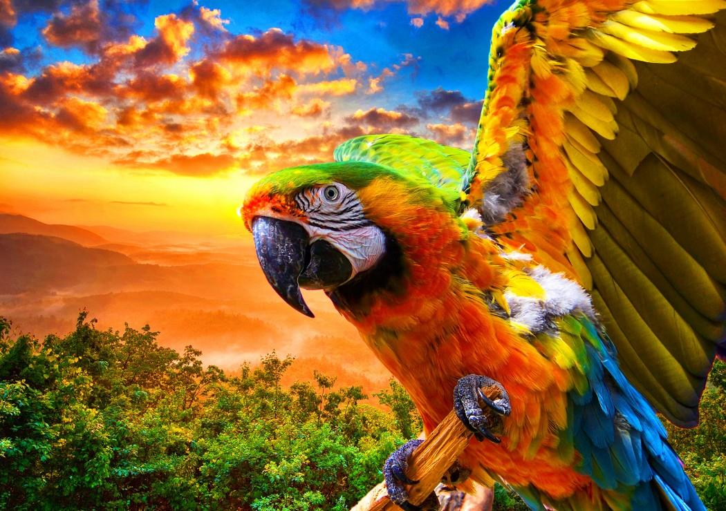 Bluebird Parrot Jigsaw Puzzle (1000 Pieces)