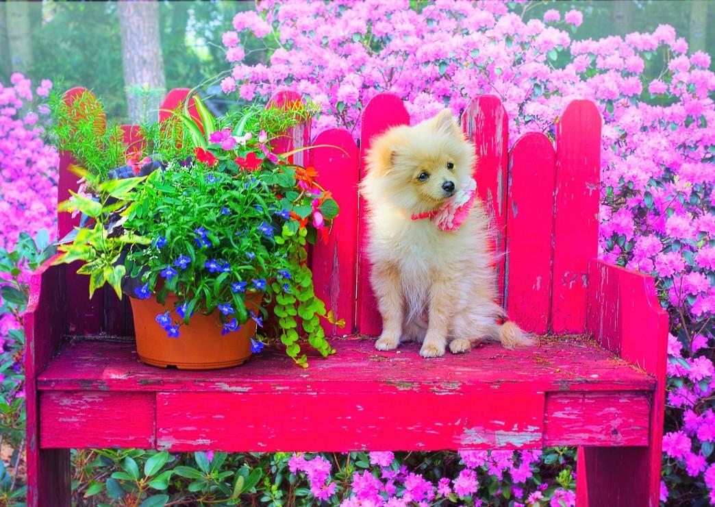 Bluebird Puppy in the Colorful Garden Jigsaw Puzzle (500 Pieces)