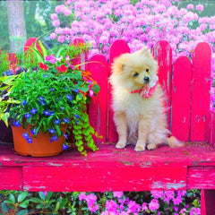 Bluebird Puppy in the Colorful Garden Jigsaw Puzzle (500 Pieces)