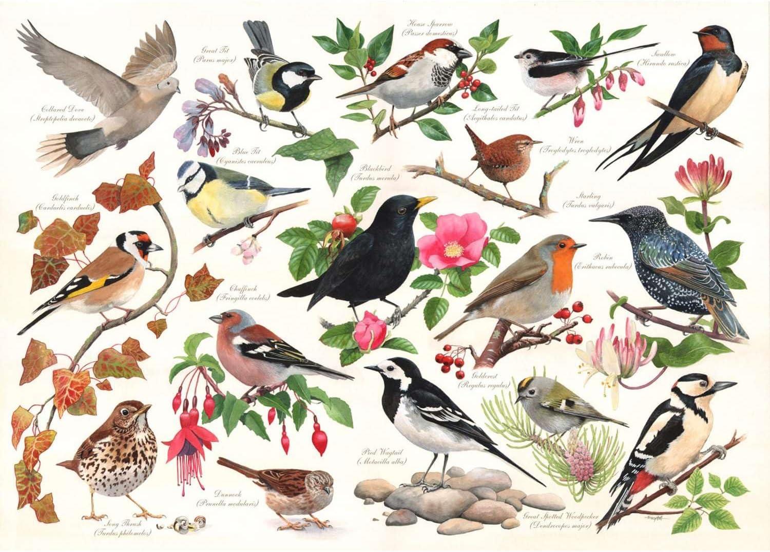 House of Puzzles Birds In My Garden Jigsaw Puzzle (1000 Pieces)