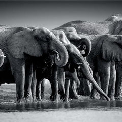 Clementoni Herd Of Giants Panorama Jigsaw Puzzle (1000 Pieces) DAMAGED BOX
