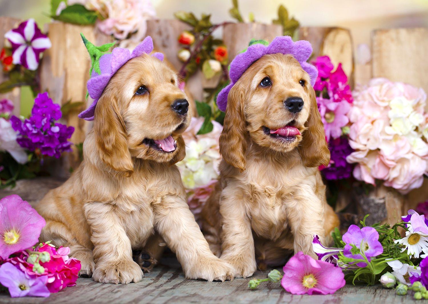Enjoy Spaniel Puppies with Flower Hats Jigsaw Puzzle (1000 Pieces)