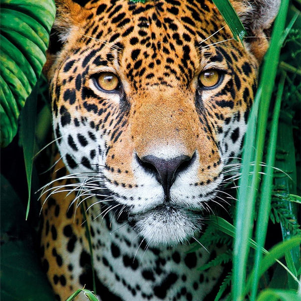 Clementoni Jaguar In The Jungle Jigsaw Puzzle (500 Pieces)