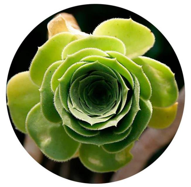 Succulent Impuzzible Cicular Jigsaw Puzzle (400 Pieces)