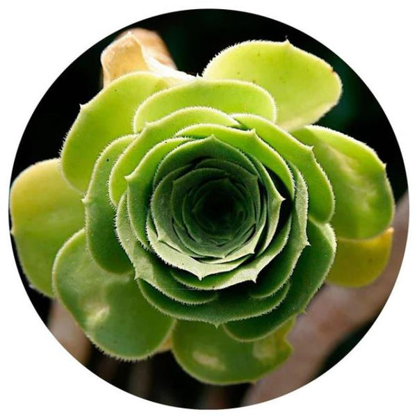 Succulent Impuzzible Cicular Jigsaw Puzzle (400 Pieces)