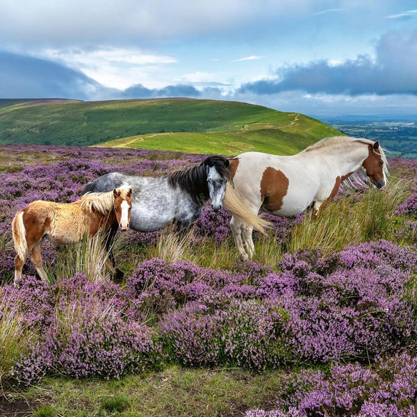 Ravensburger Wild Horses in the Heather Jigsaw Puzzle (2000 Pieces)