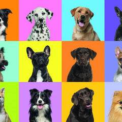 Grafika Dog Collage - Collage de Chiens Jigsaw Puzzle (500 Pieces)