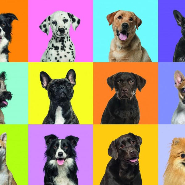 Grafika Dog Collage - Collage de Chiens Jigsaw Puzzle (500 Pieces)