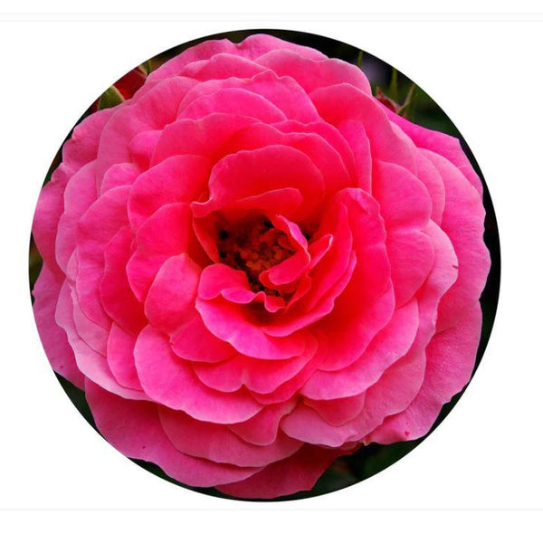 English Rose Impuzzible Cicular Jigsaw Puzzle (400 Pieces)