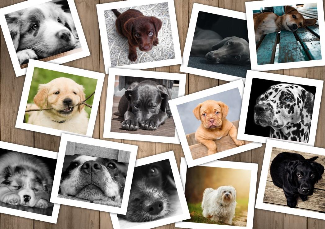 Grafika Dogs Jigsaw Puzzle (1500 Pieces)