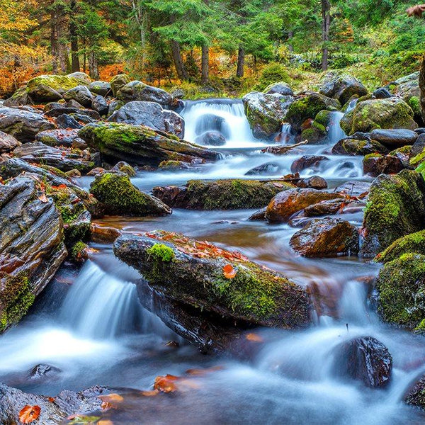 Enjoy Forest Stream in Autumn Jigsaw Puzzle (1000 Pieces)