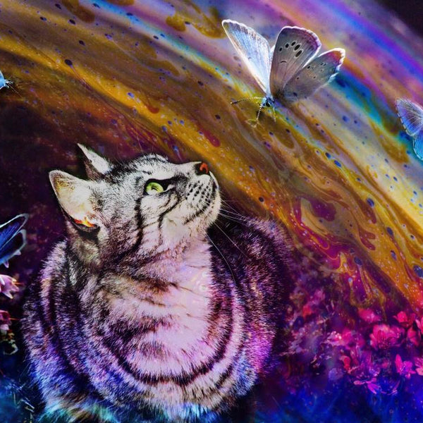 Grafika Cat and Butterflies Jigsaw Puzzle (1500 Pieces) DAMAGED BOX