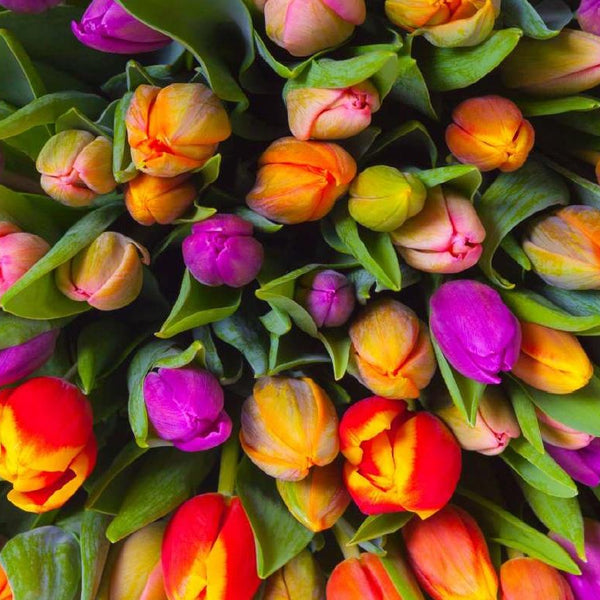 Piatnik Tulips Jigsaw Puzzle (1000 Pieces) DAMAGED BOX