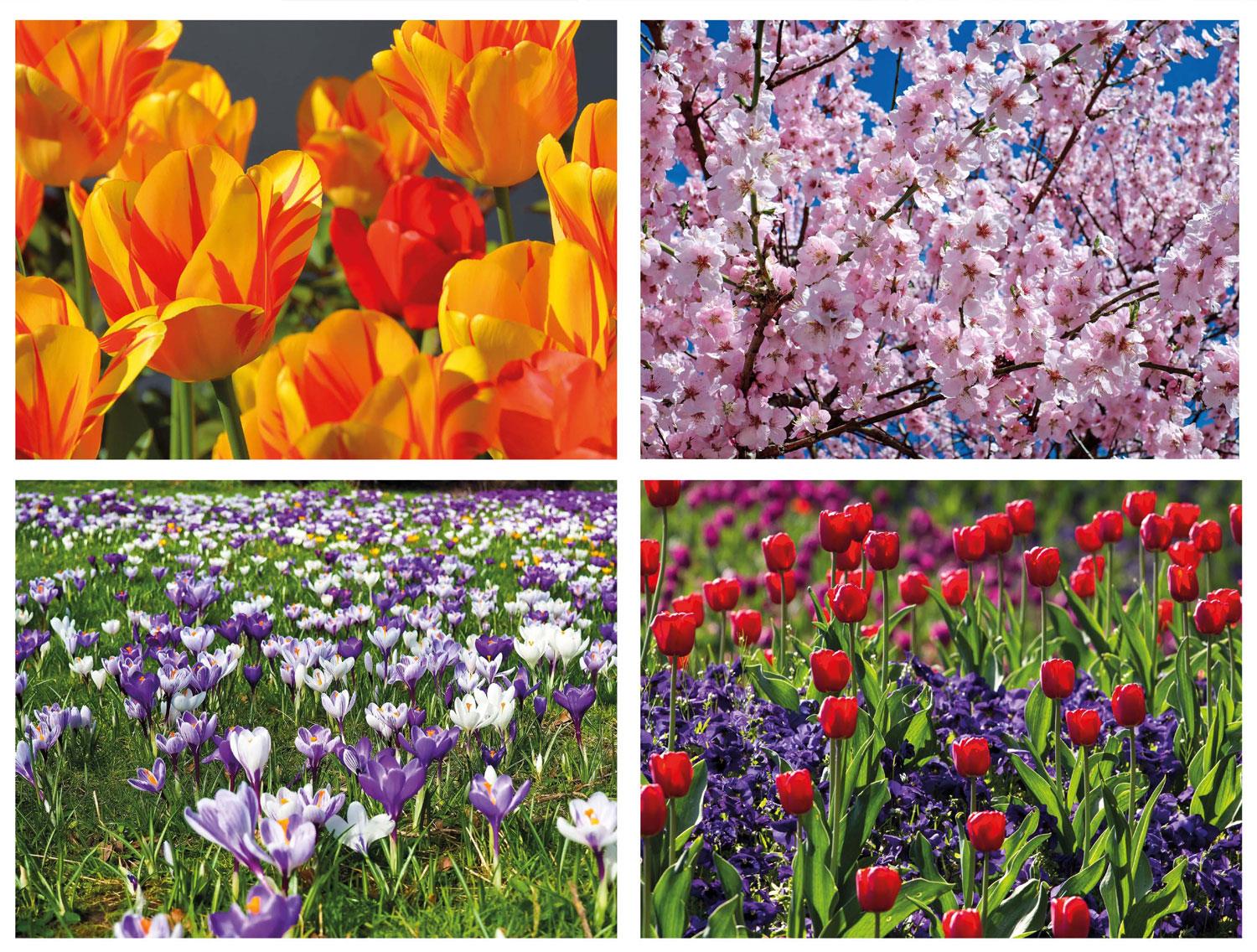 Flowers In Spring Jigsaw Puzzle (1000 Pieces)
