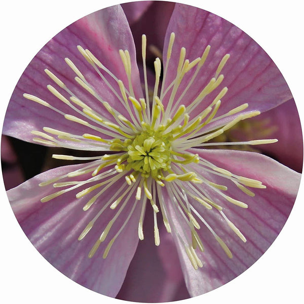 Clematis Impuzzible Cicular Jigsaw Puzzle (400 Pieces)