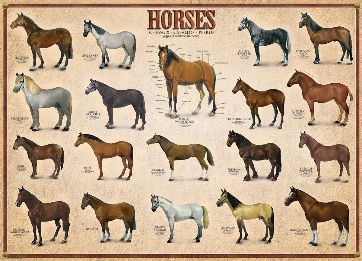 Eurographics Horses Jigsaw Puzzle (1000 Pieces)