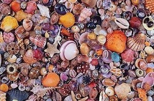 Piatnik Seashell Jigsaw Puzzle (1000 Pieces)