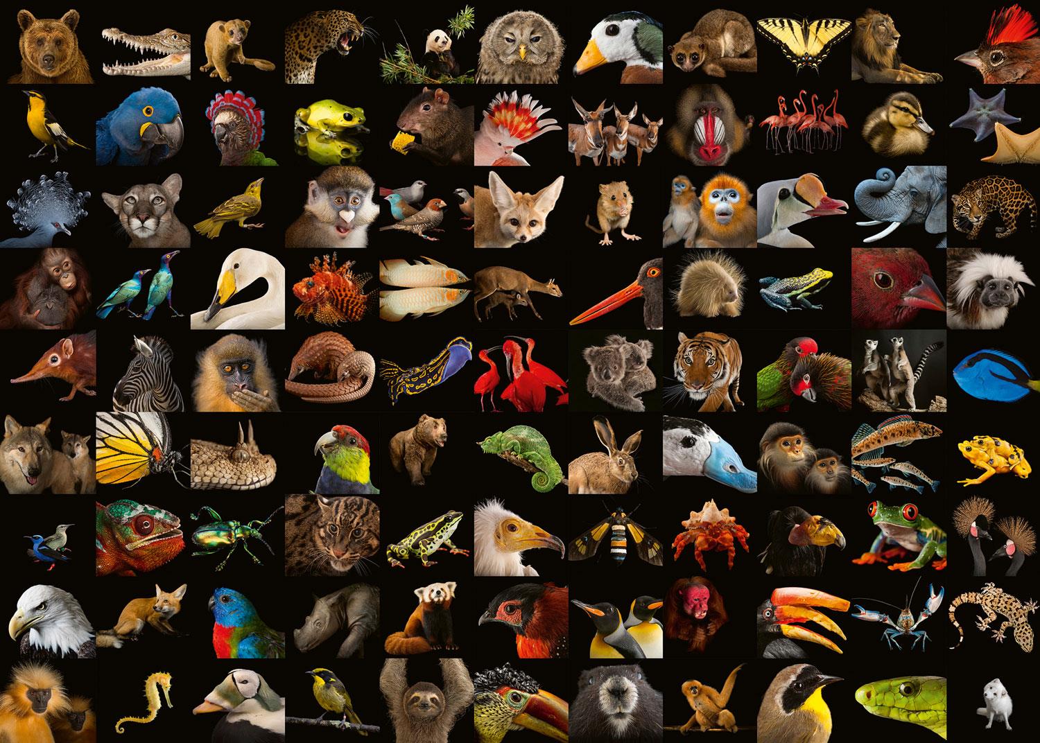 Ravensburger National Geographic - Amazing Animals Jigsaw Puzzle (1000 Pieces)