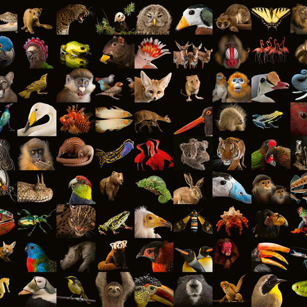 Ravensburger National Geographic - Amazing Animals Jigsaw Puzzle (1000 Pieces)
