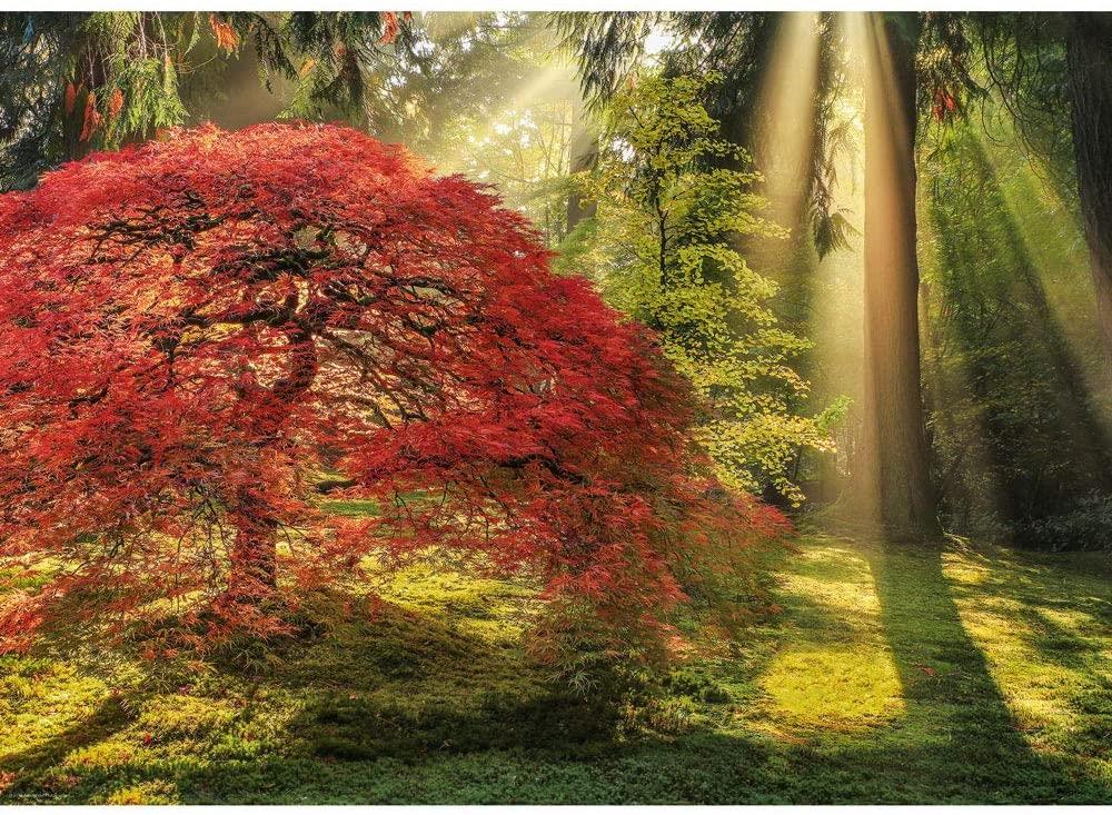 Heye Guiding Light, Magic Forests Jigsaw Puzzle (1000 Pieces)