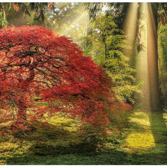 Heye Guiding Light, Magic Forests Jigsaw Puzzle (1000 Pieces)