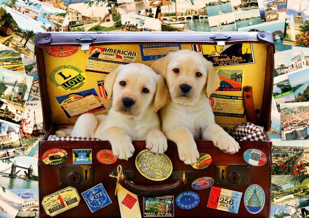 Bluebird Two Travel Puppies Jigsaw Puzzle (1000 Pieces)