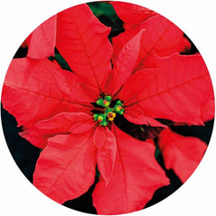 Poinsettia Impuzzible Cicular Jigsaw Puzzle (400 Pieces)