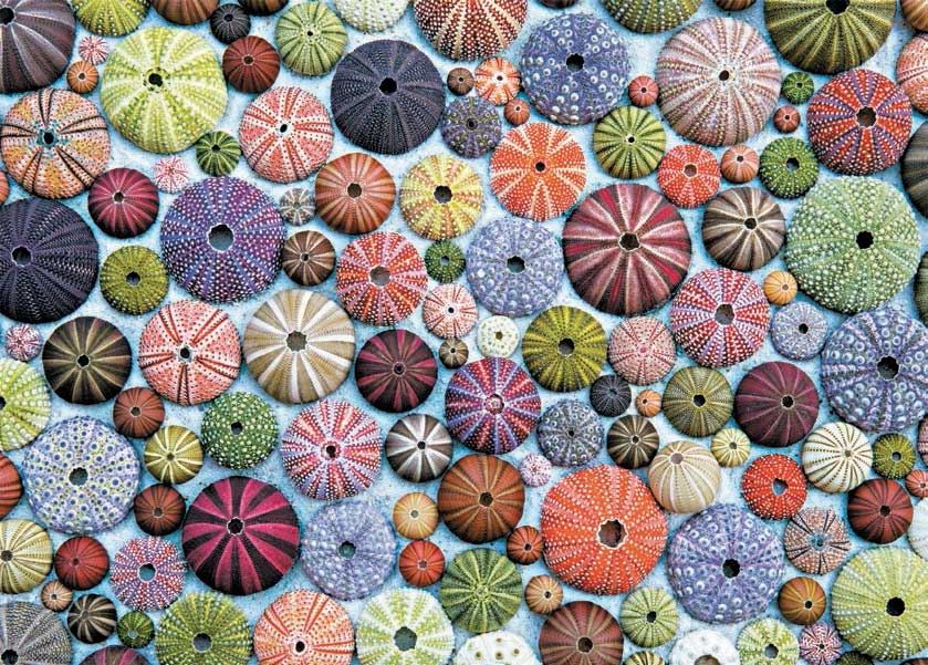 Piatnik Sea Urchins Jigsaw Puzzle (1000 Pieces)