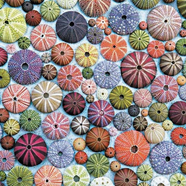 Piatnik Sea Urchins Jigsaw Puzzle (1000 Pieces)