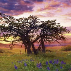 Heye Oak Tree Edition Humboldt Panorama Jigsaw Puzzle (2000 Pieces)