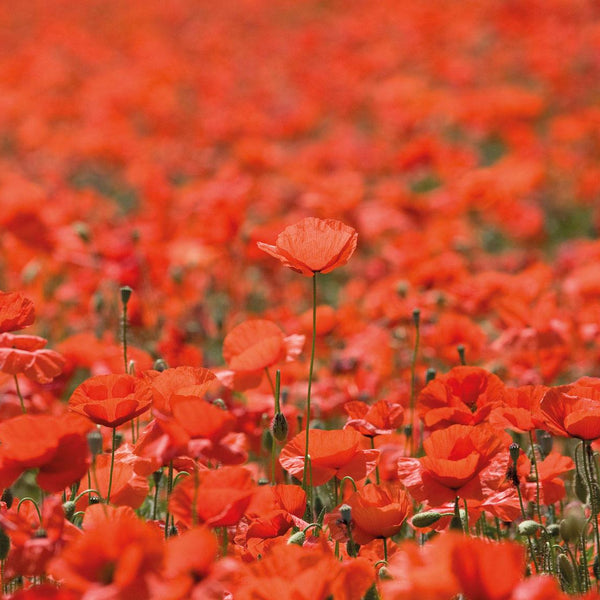 Fields of Poppies - Impuzzible No. 28 - Jigsaw Puzzle (1000 Pieces)