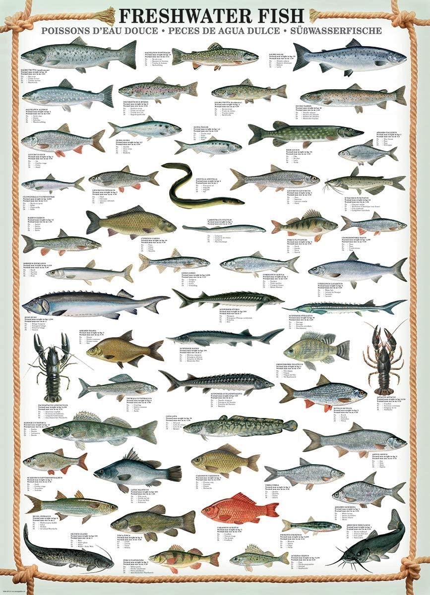 Eurographics Freshwater Fish Jigsaw Puzzle (1000 Pieces)